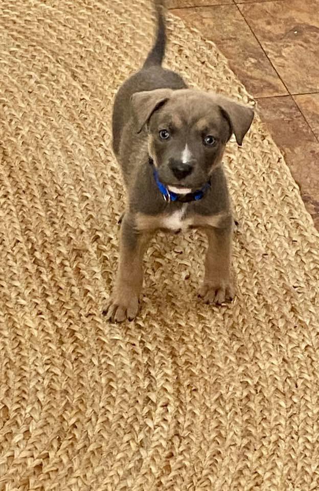 Enlarge Ash, a Adoptable mixed breed in Berlin, NJ image 3/3