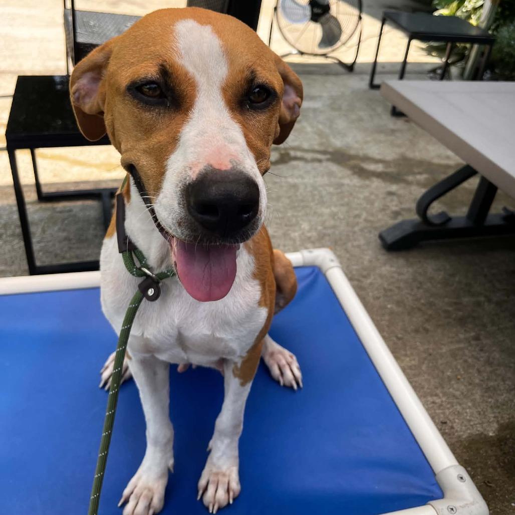 Lavender, Adoptable, Adult Female Hound & Mixed Breed.