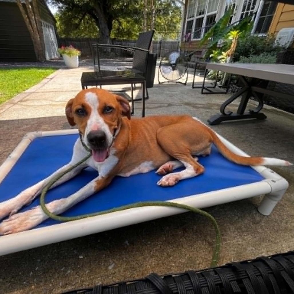 Enlarge Lavender, a Adoptable mixed breed in Shelby, NC image 2/3