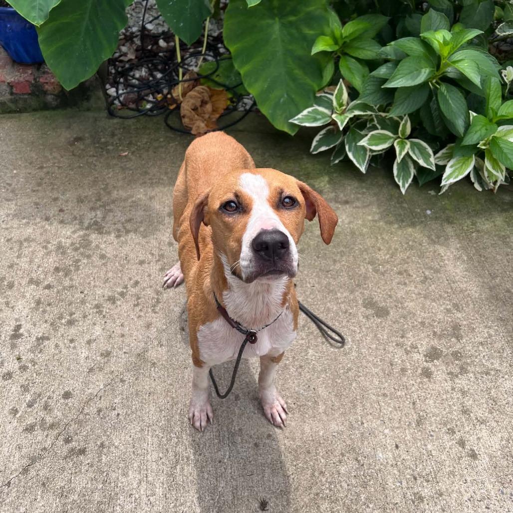 Enlarge Lavender, a Adoptable mixed breed in Shelby, NC image 3/3