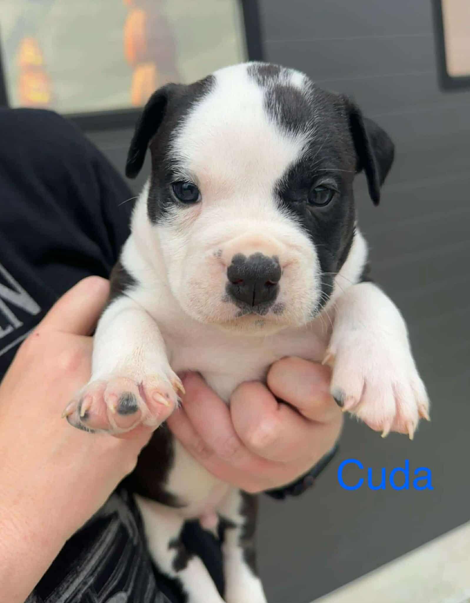 Cuda, Baby Male unknown