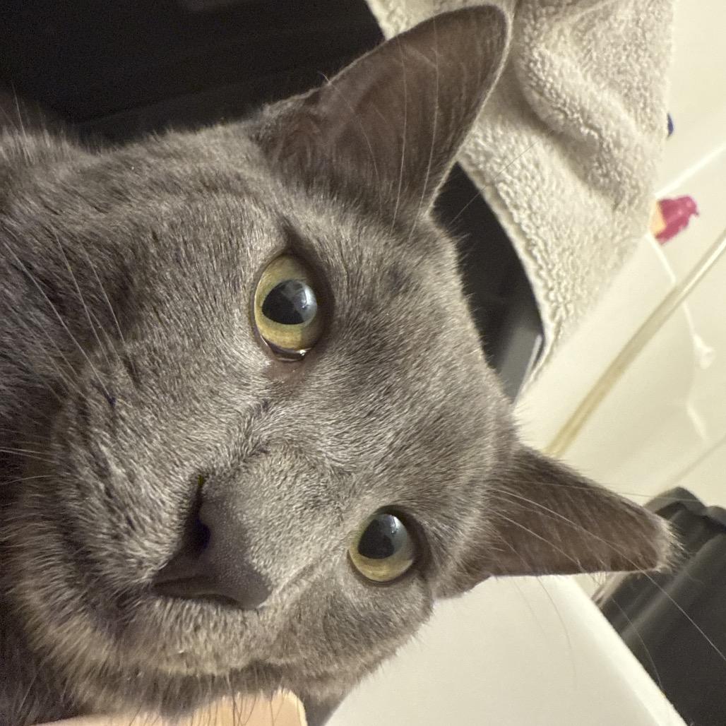 Thor A25-227, Adoptable, Young Male Russian Blue & Domestic Medium Hair.