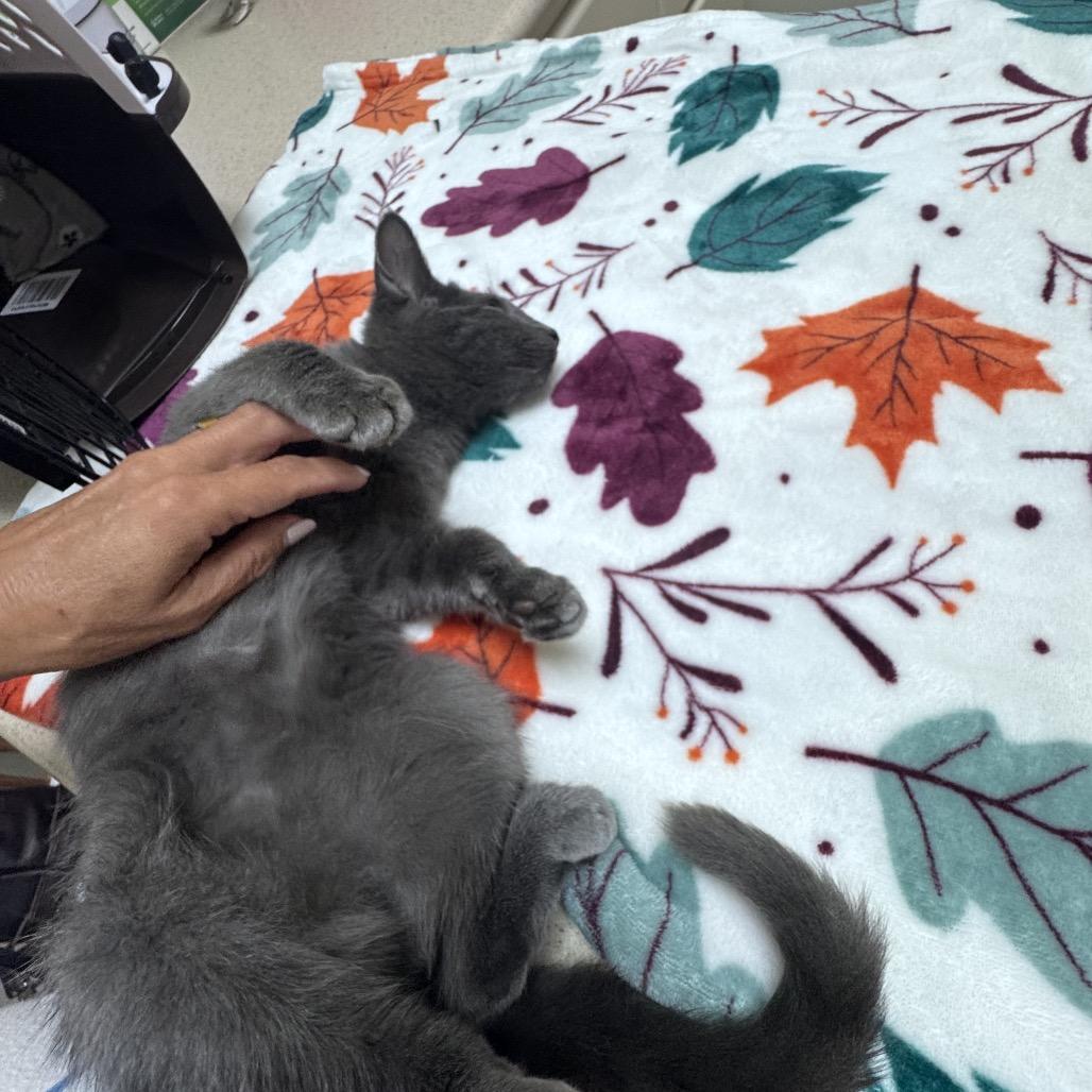 Enlarge Thor A25-227, a Adoptable mixed breed in SANTA ROSA BEACH, FL image 3/5