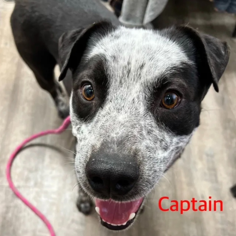 Enlarge Captain , a Adopted mixed breed in Canyon, TX image 1/2