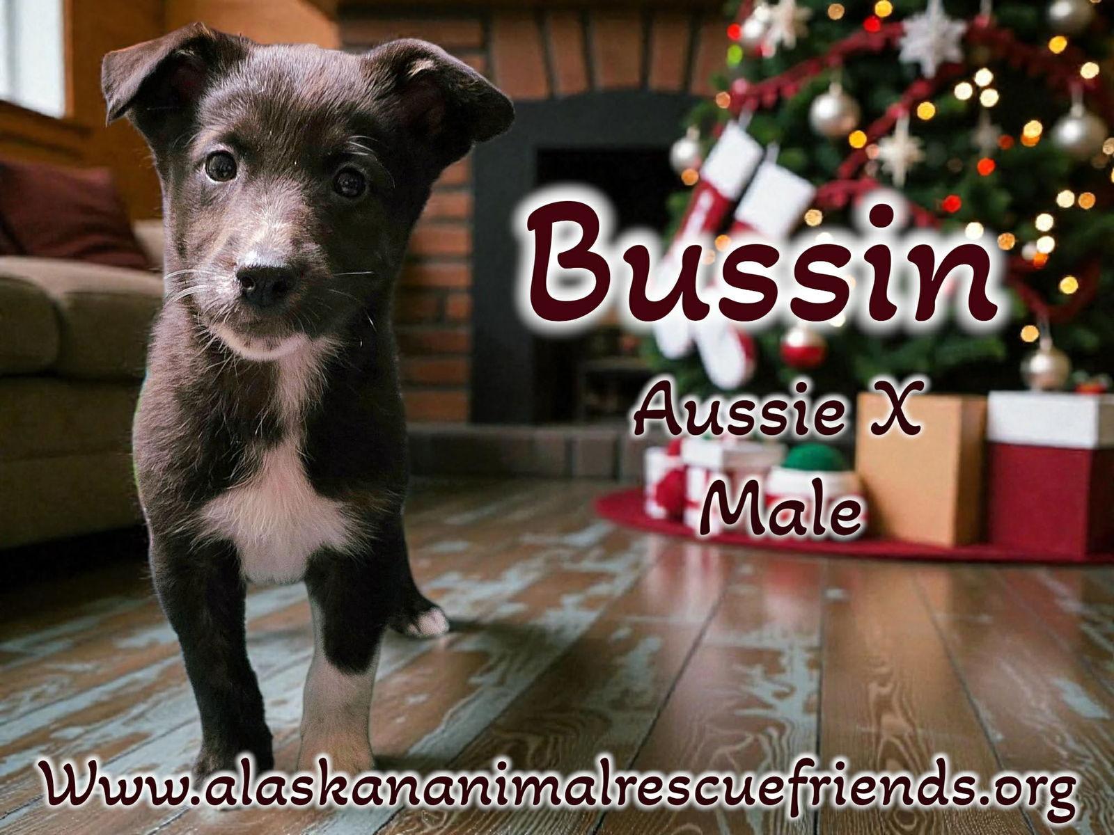 Bussin, Adoptable, Puppy Male Australian Shepherd.