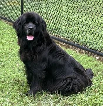 Enlarge Piper, a Adoptable Newfoundland Dog in Fredericksburg, PA image 3/6