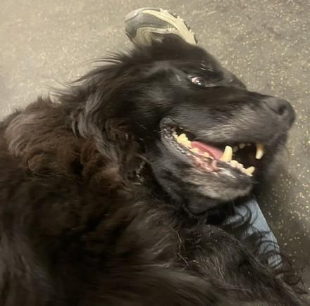 Enlarge Piper, a Adoptable Newfoundland Dog in Fredericksburg, PA image 5/6