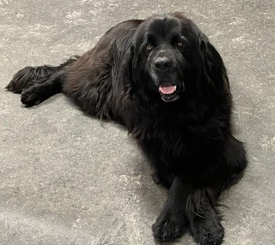 Enlarge Piper, a Adoptable Newfoundland Dog in Fredericksburg, PA image 4/6