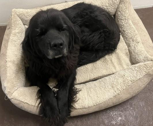 Enlarge Piper, a Adoptable Newfoundland Dog in Fredericksburg, PA image 6/6