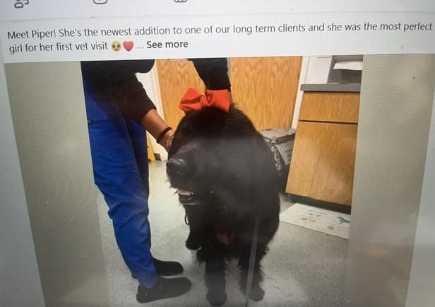 Enlarge Piper, a Adoptable Newfoundland Dog in Fredericksburg, PA image 2/6