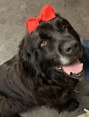Enlarge Piper, a Adoptable Newfoundland Dog in Fredericksburg, PA image 1/6