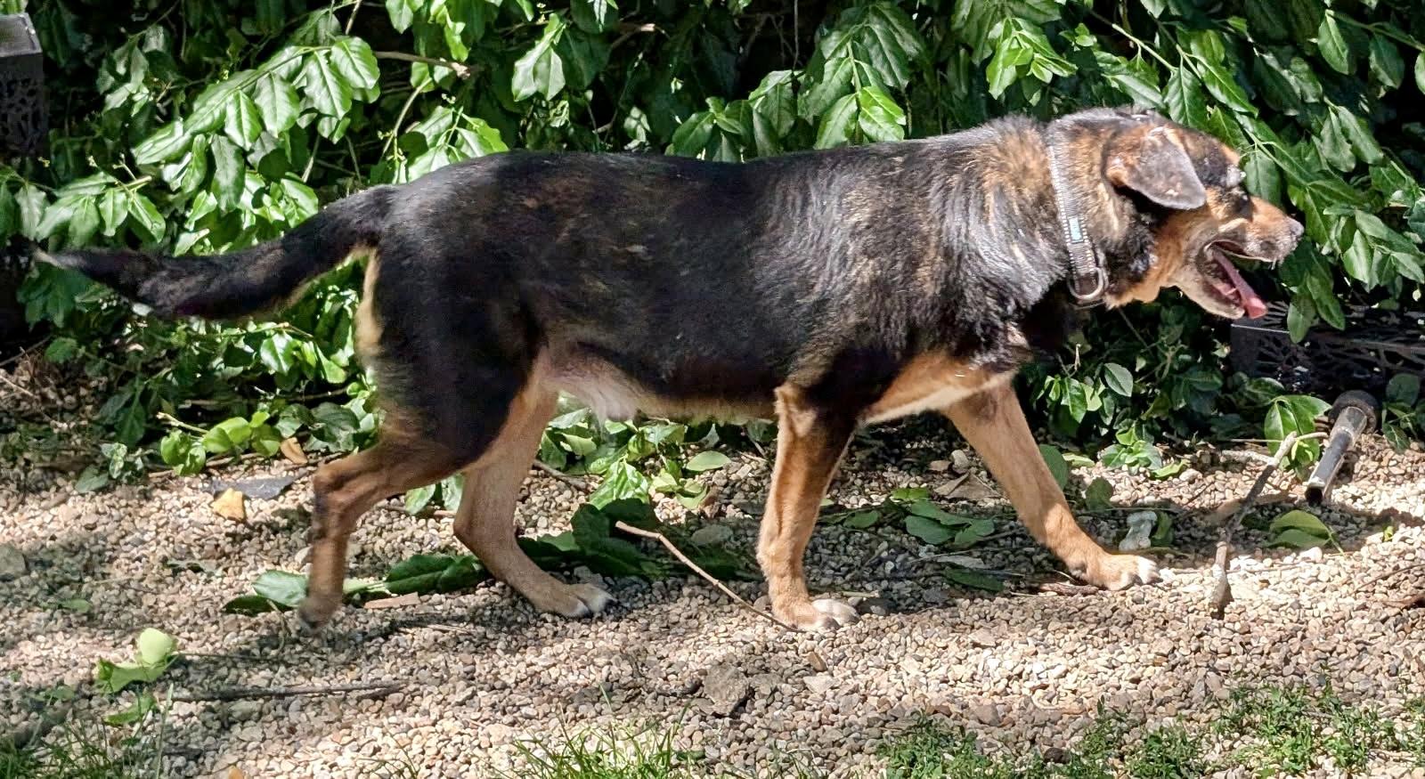 Enlarge Duke, a ADOPTABLE mixed breed in Barrington Hills, IL image 2/2