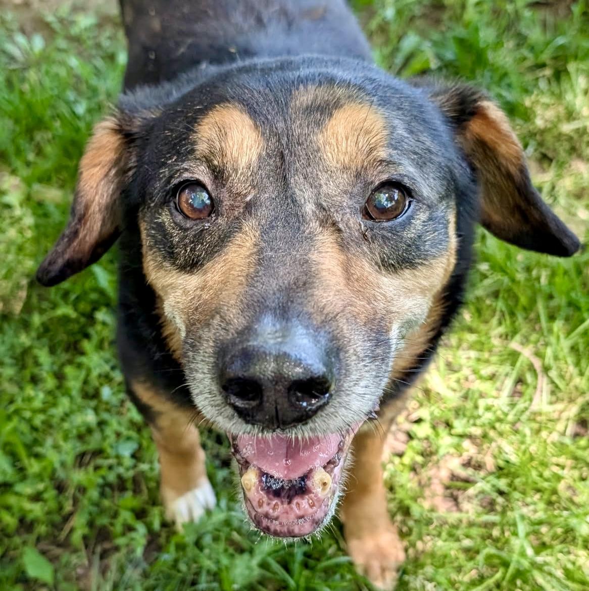 Enlarge Duke, a ADOPTABLE mixed breed in Barrington Hills, IL image 1/2