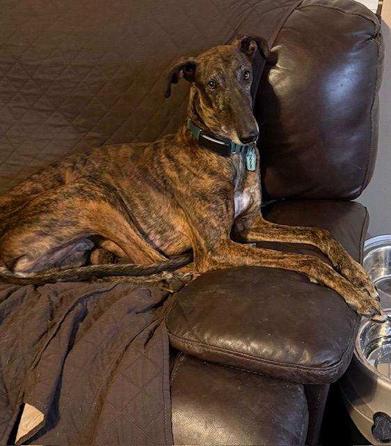 Mabuino, Adoptable, Adult Male Greyhound.