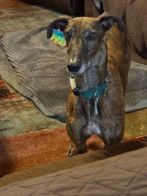 Enlarge Mabuino, a Adoptable Greyhound in Kansas City, MO image 2/3