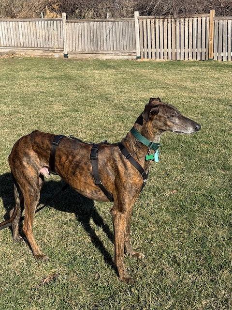 Enlarge Mabuino, a Adoptable Greyhound in Kansas City, MO image 3/3