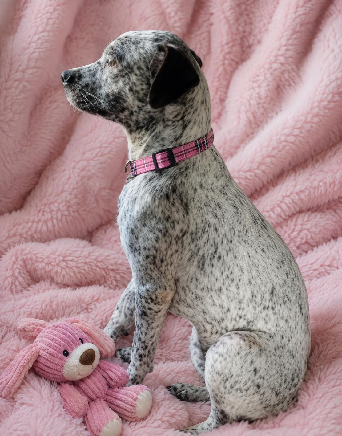 Brittany Spaniel mix, Adopted, Young Female Brittany Spaniel.
