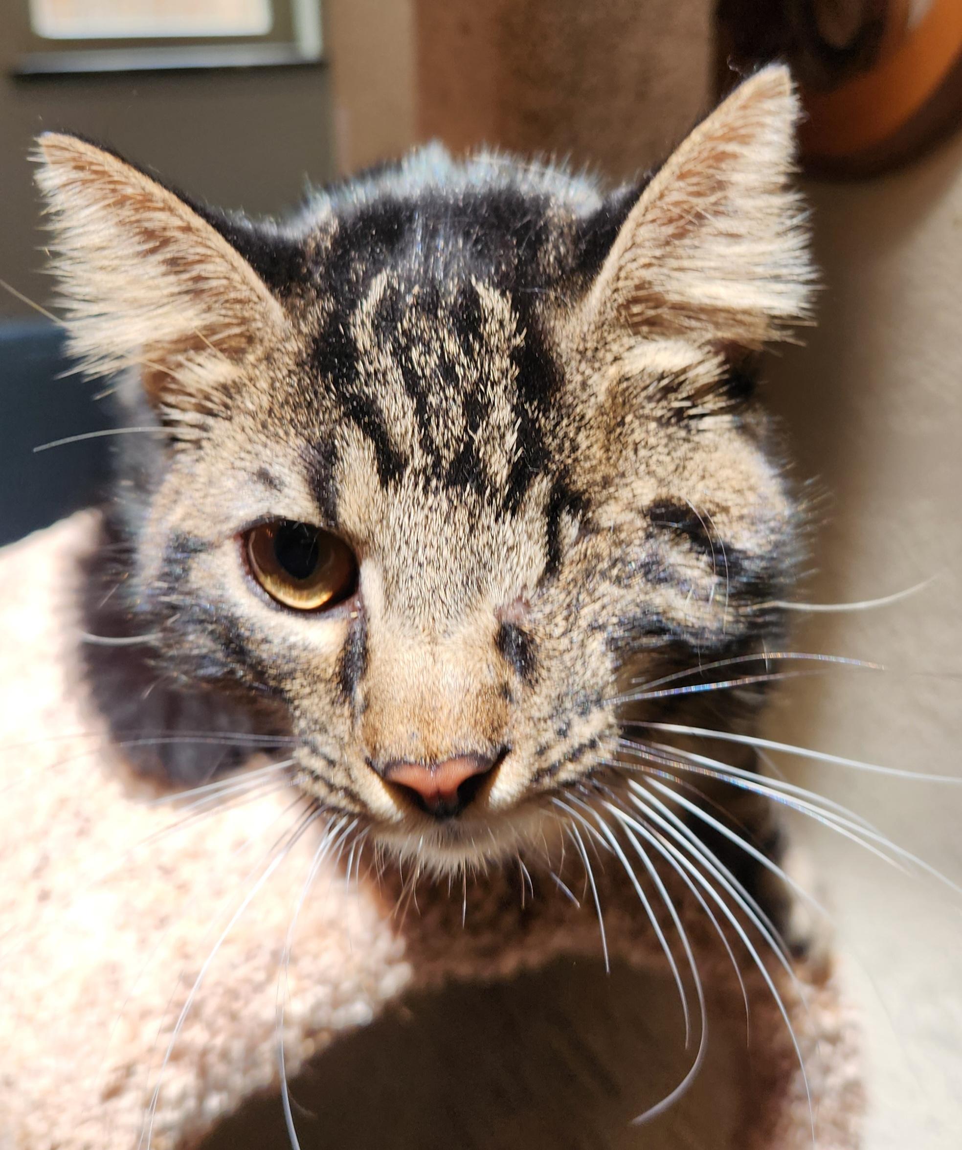Lyle, ADOPTABLE, Young Male Domestic Medium Hair.