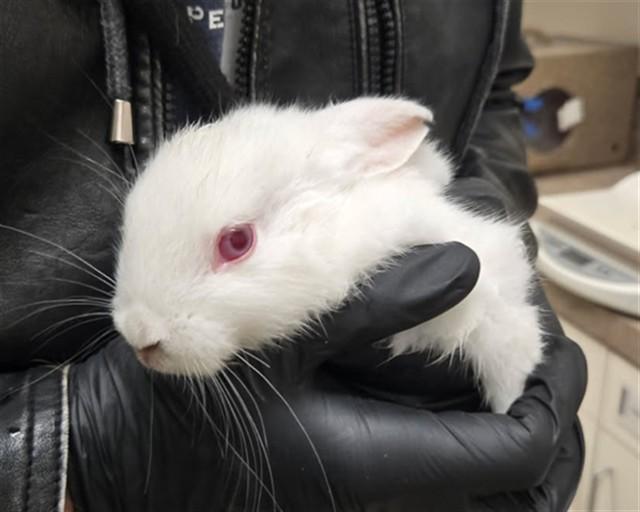 Enlarge LUCY, a Adoptable Bunny Rabbit in Santa Maria, CA image 1/1