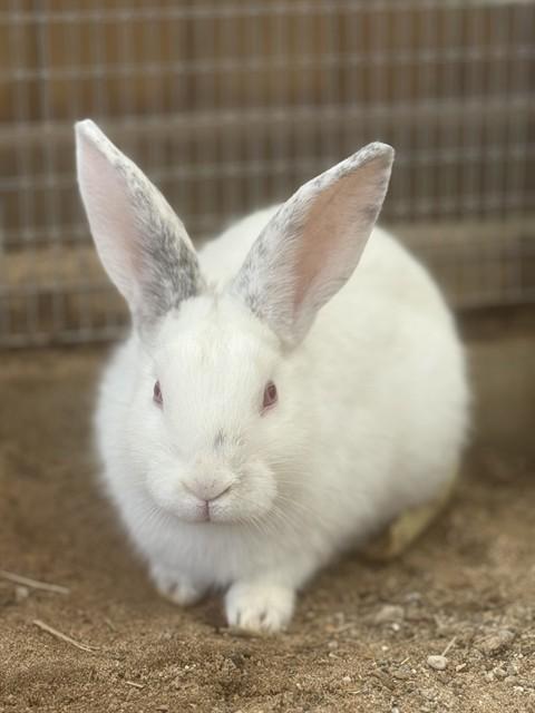 LUCY, Adoptable, Baby Female Bunny Rabbit.