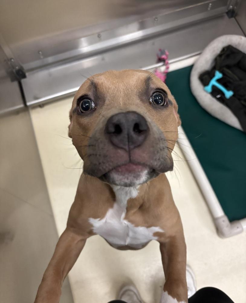 Enlarge Velma, a Adoptable mixed breed in Kalamazoo, MI image 1/1