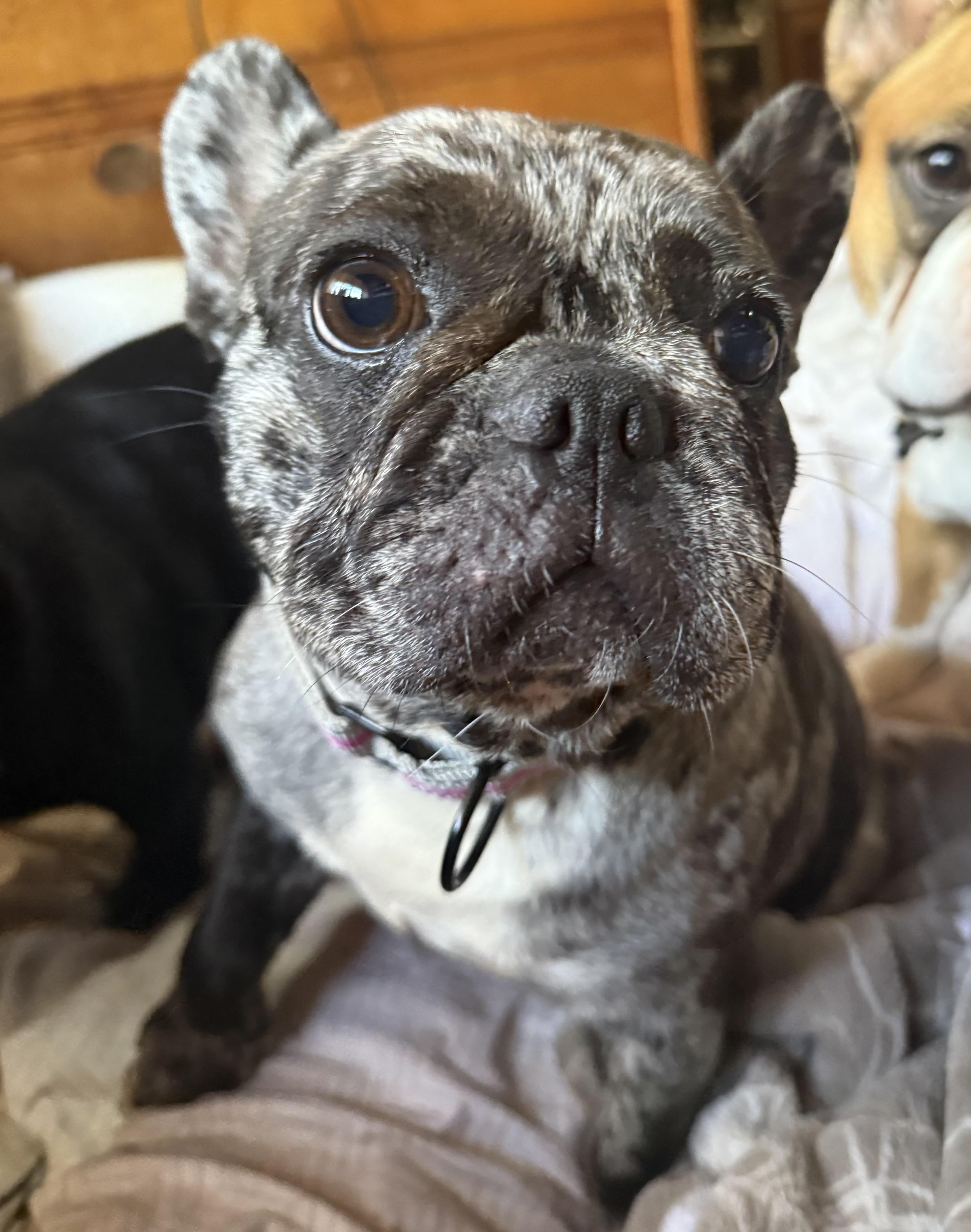 Dottie, adoptable, Young Female French Bulldog.
