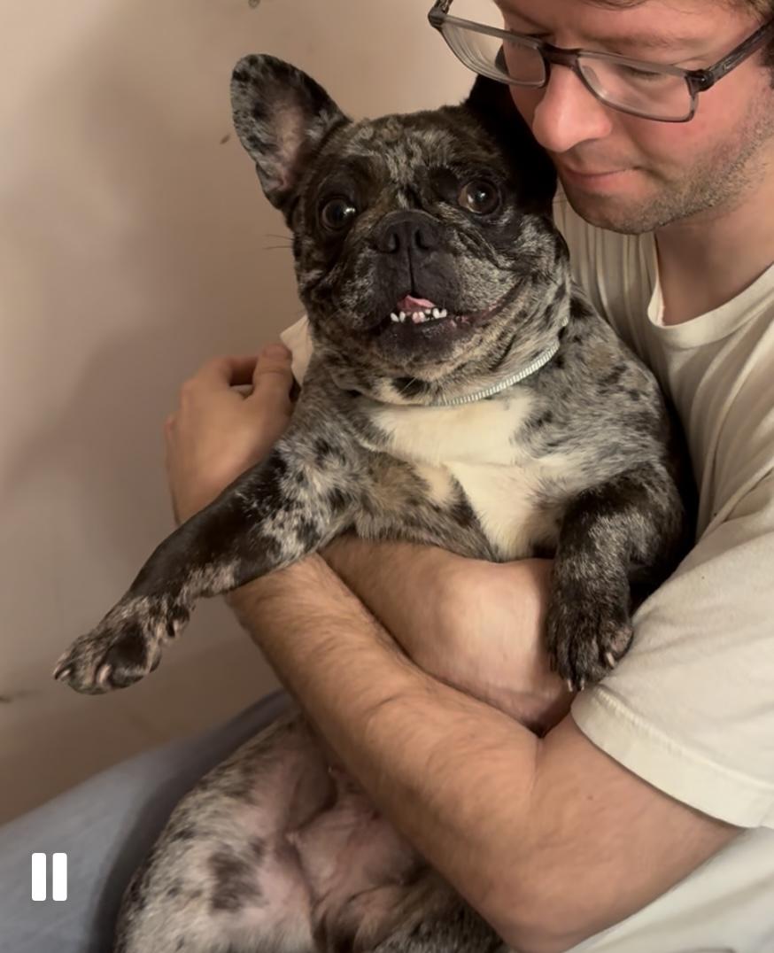 Dottie, an adoptable French Bulldog in Tarzana, CA image 3/5