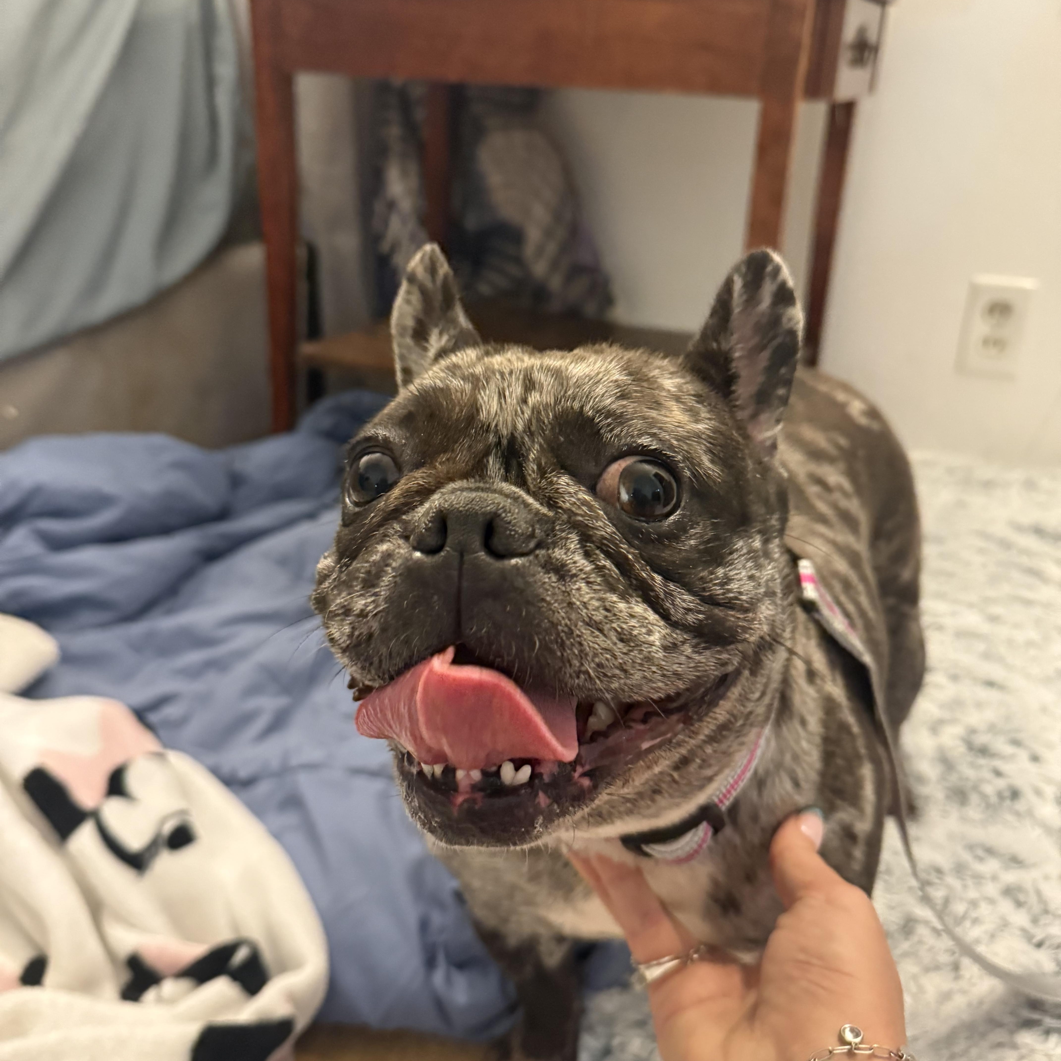 Dottie, an adoptable French Bulldog in Tarzana, CA image 4/5