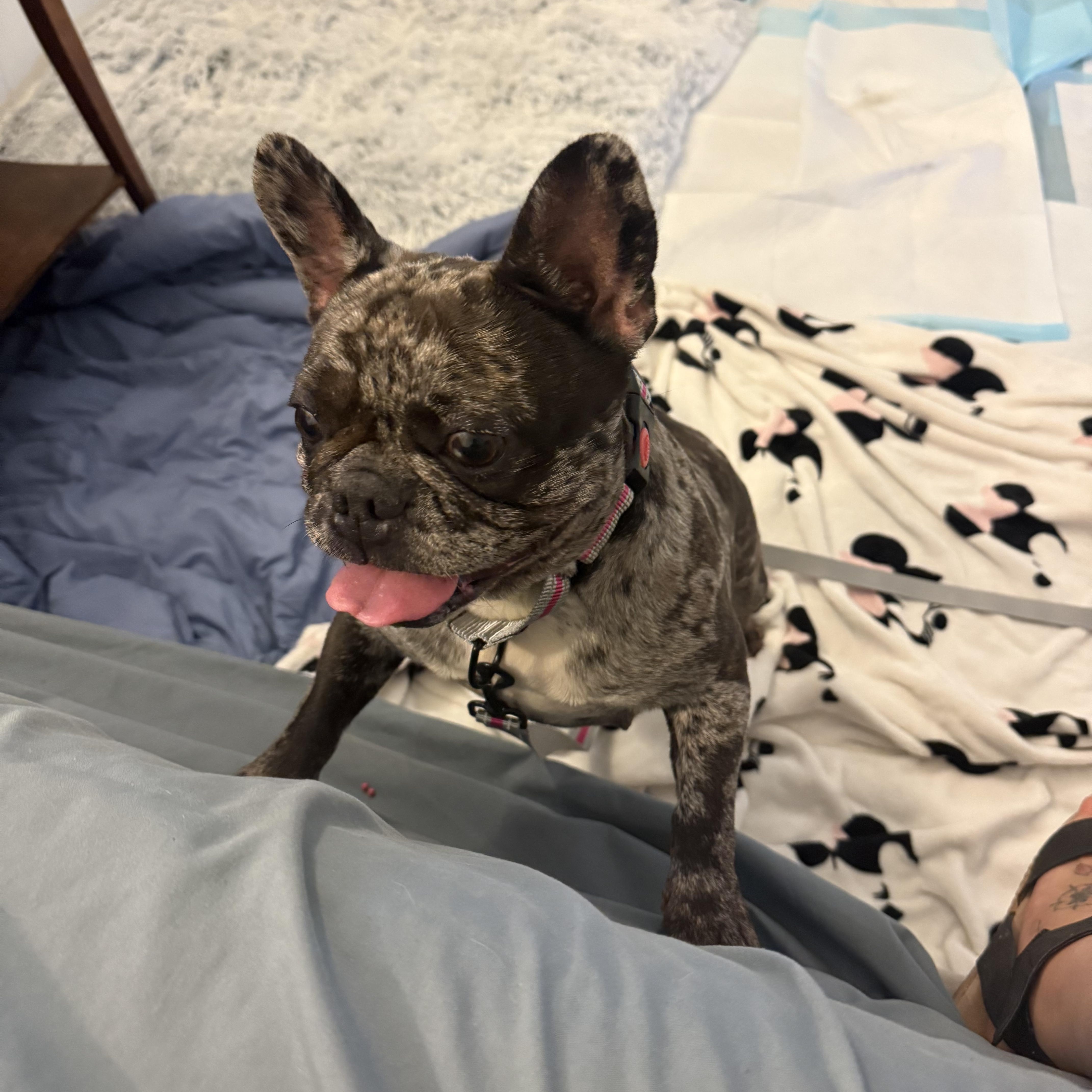 Dottie, an adoptable French Bulldog in Tarzana, CA image 5/5