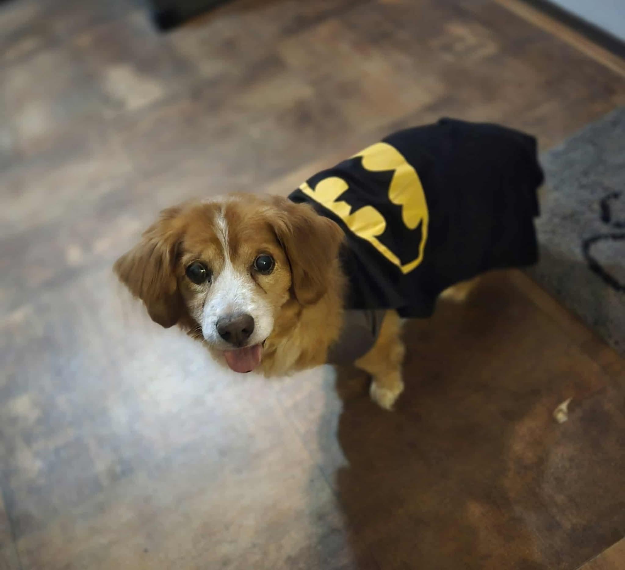Enlarge Logan, a ADOPTABLE Cocker Spaniel in Valdosta, GA image 2/2