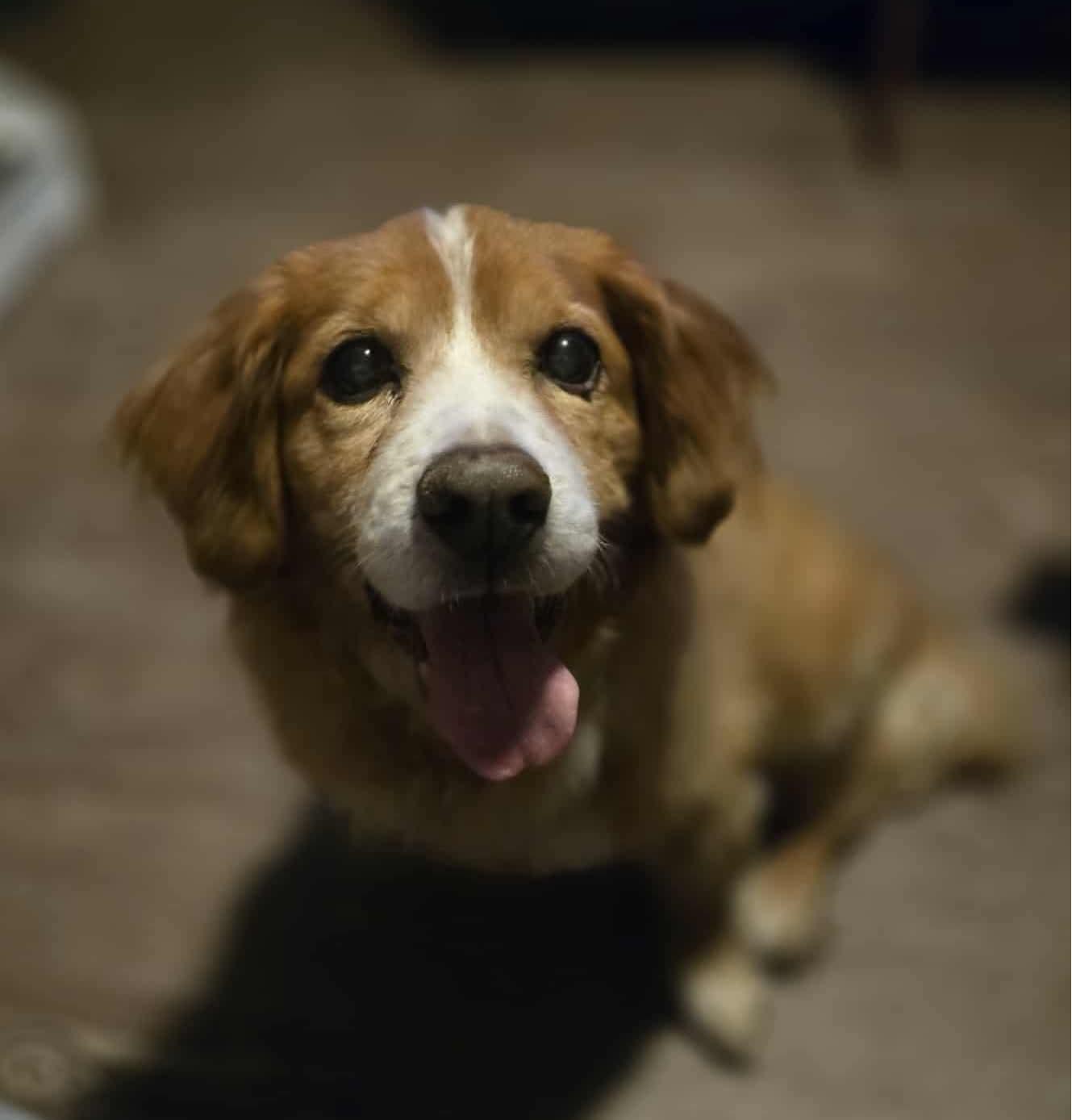 Logan, ADOPTABLE, Senior Male Cocker Spaniel.