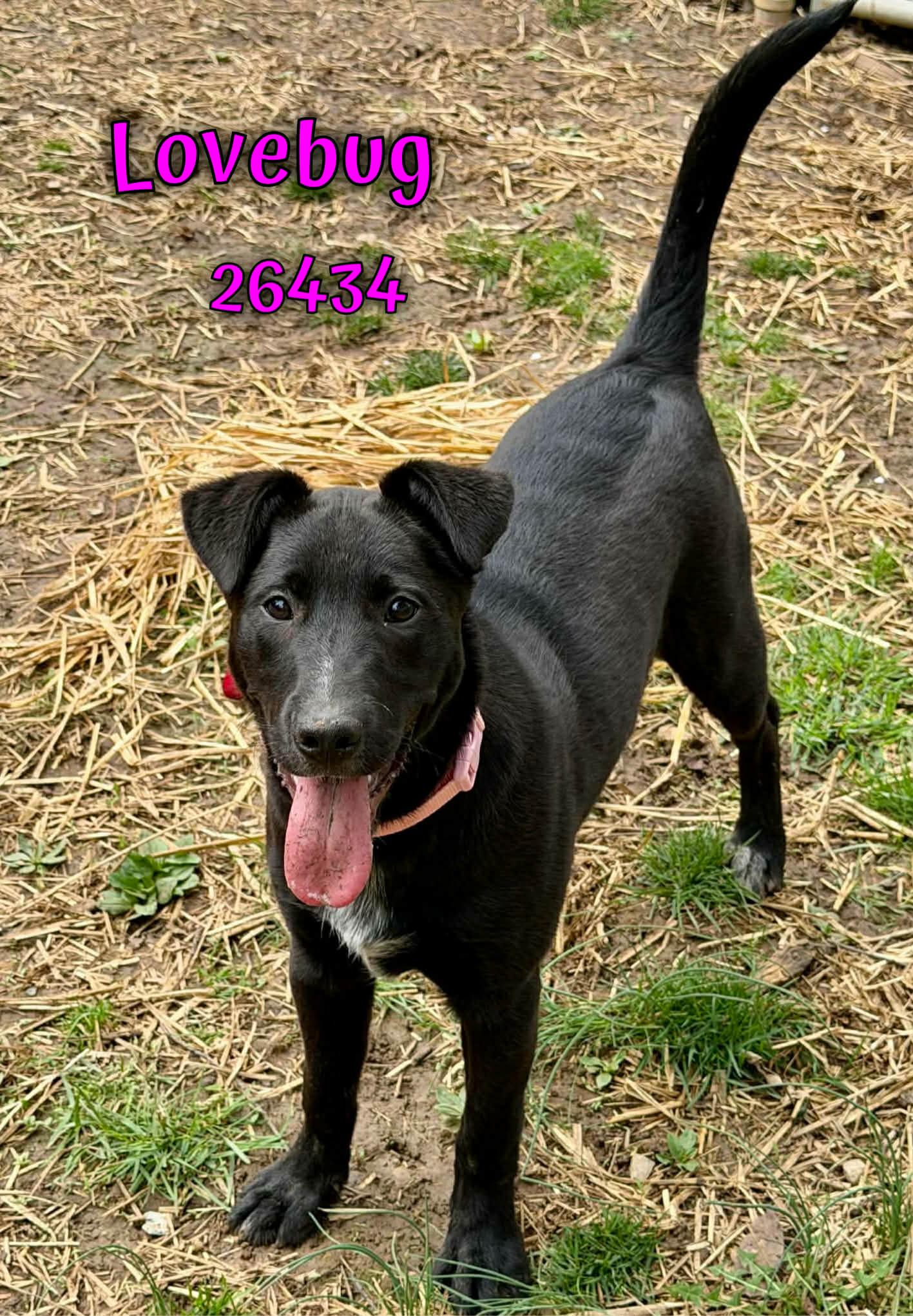 Enlarge Lovebug, a ADOPTABLE mixed breed in Oak Ridge, TN image 2/6