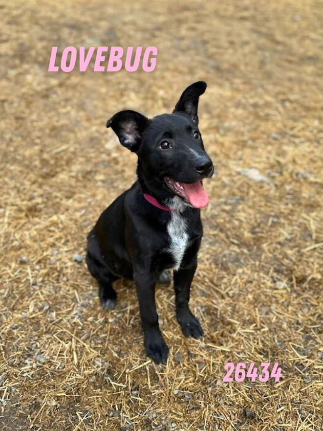 Lovebug, ADOPTABLE, Puppy Female Labrador Retriever.