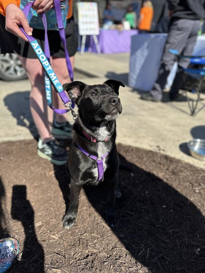 Lovebug, a ADOPTABLE mixed breed in Oak Ridge, TN image 3/4