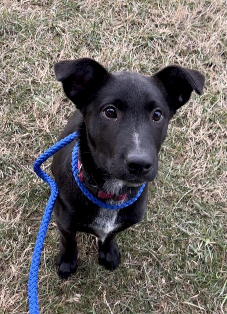 Lovebug, a ADOPTABLE mixed breed in Oak Ridge, TN image 4/4