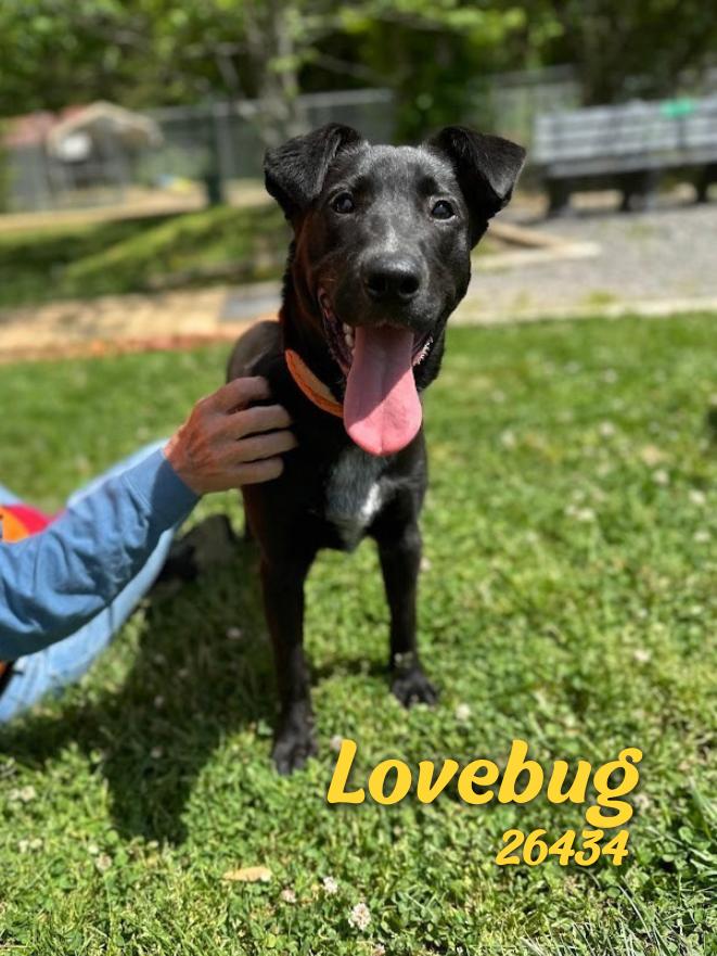Lovebug, ADOPTABLE, Puppy Female Labrador Retriever.