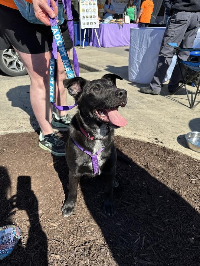 Lovebug, a ADOPTABLE mixed breed in Oak Ridge, TN image 2/4