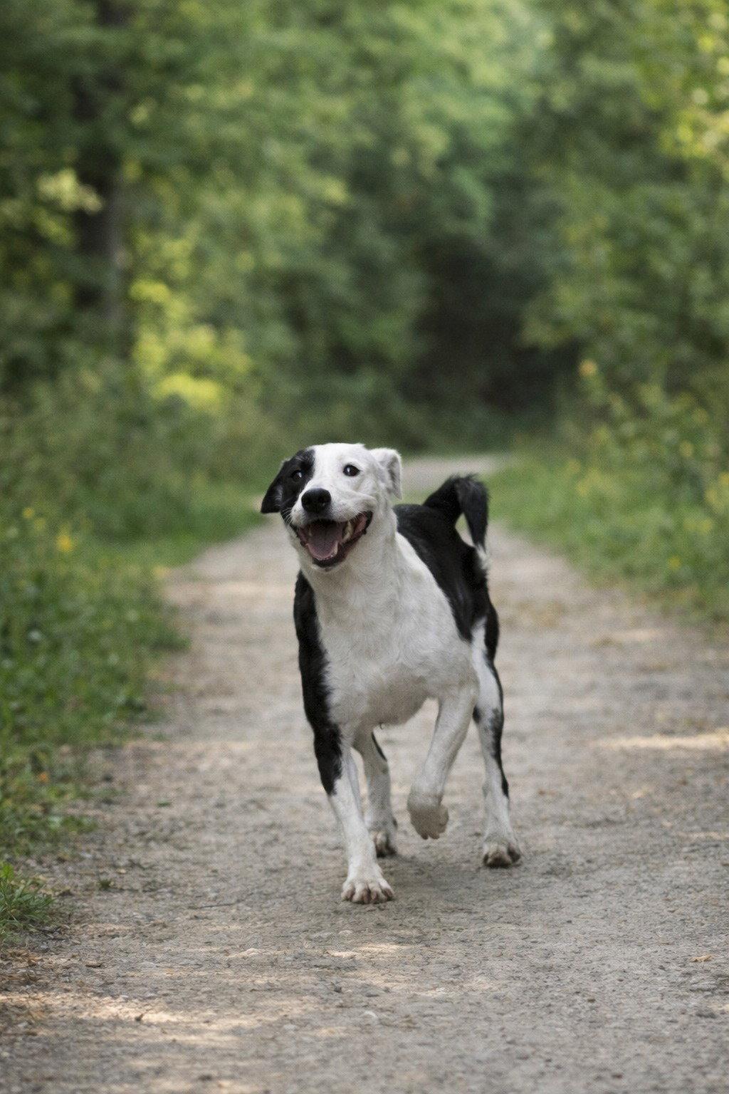 Brady, Adoptable, Young Male Mixed Breed.