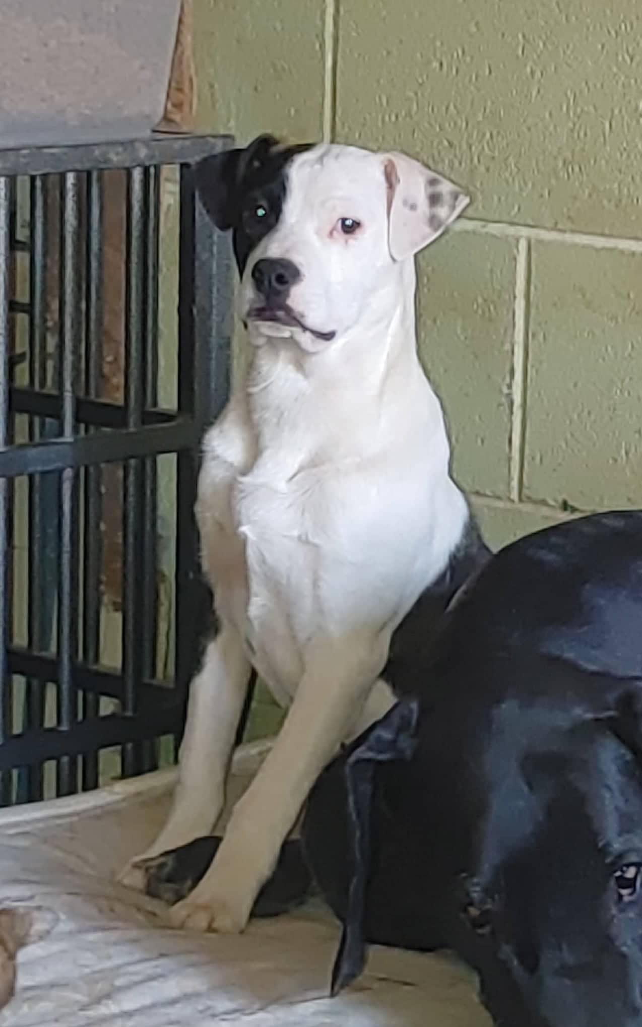 Brady, a Adoptable Mixed Breed in Poland, IN image 2/2