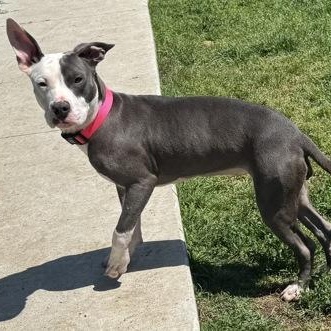 Enlarge Cookie, a ADOPTABLE mixed breed in The Colony, TX image 3/6