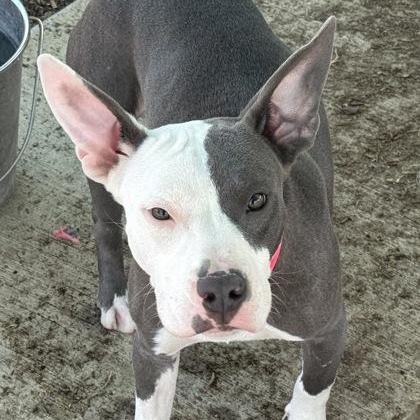 Cookie, ADOPTABLE, Puppy Female Pit Bull Terrier.
