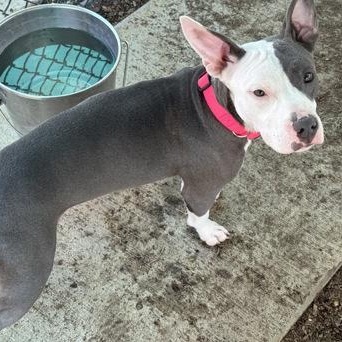 Enlarge Cookie, a ADOPTABLE mixed breed in The Colony, TX image 5/6