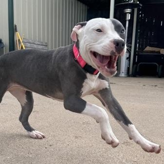 Enlarge Cookie, a ADOPTABLE mixed breed in The Colony, TX image 2/6