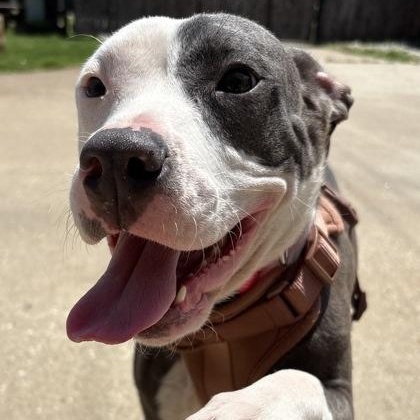 Enlarge Cookie, a ADOPTABLE mixed breed in The Colony, TX image 4/6