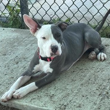 Enlarge Cookie, a ADOPTABLE mixed breed in The Colony, TX image 6/6