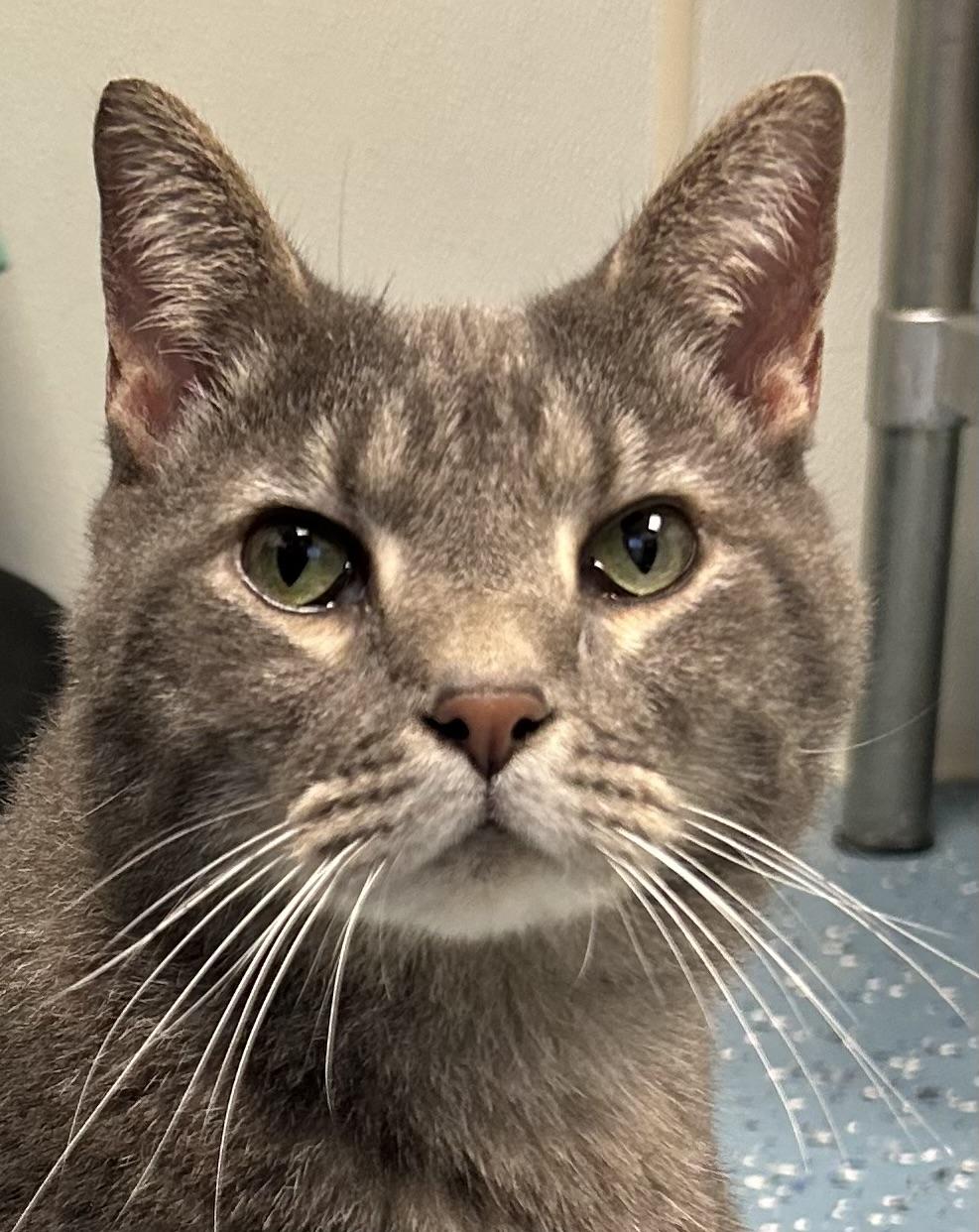Bean A428, Adopted, Adult Female Domestic Medium Hair.