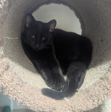 Onyx, a Adoptable American Shorthair in Blue Earth, MN image 1/3