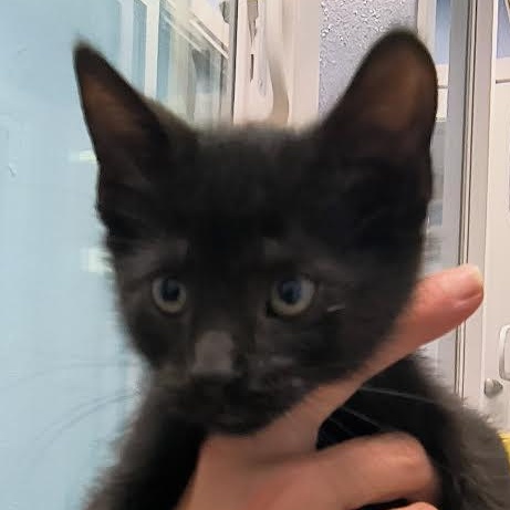 Onyx, Adoptable, Young Male American Shorthair.