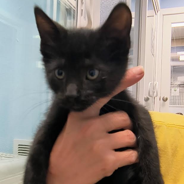 Onyx, a Adoptable American Shorthair in Blue Earth, MN image 2/2