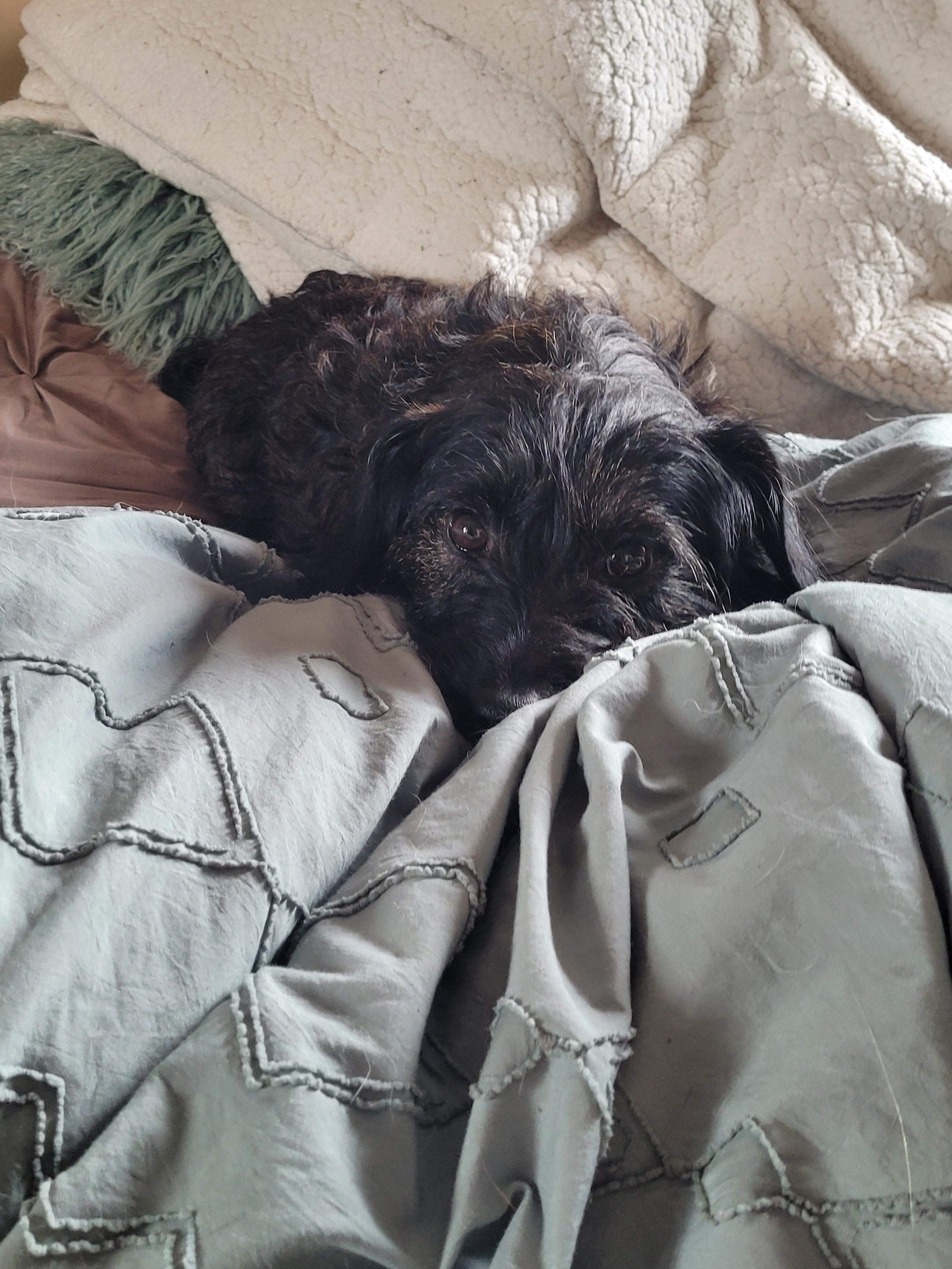 Enlarge Jackie & Jill, a other mixed breed in Lacombe, AB image 6/6